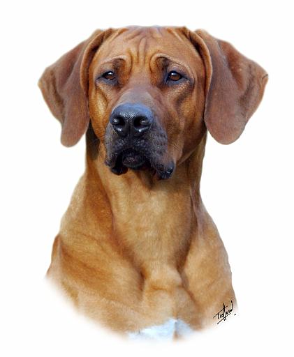 Rhodesian Ridgeback 9Y86D-111_2.jpg